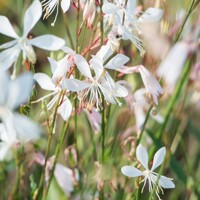Gaura Elurra White