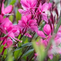 Gaura Tutti Frutti