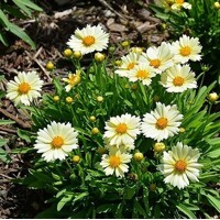 Coreopsis Uptick Cream