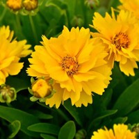 Coreopsis Double The Sun