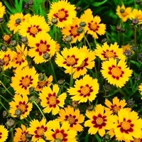 Coreopsis Sunfire