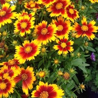 Coreopsis Uptick Gold and Bronze