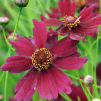 Coreopsis Ruby Red