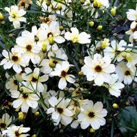 Coreopsis Fools Gold