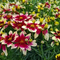 Coreopsis Sunstar Rose