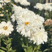Leucanthemum Macaroon