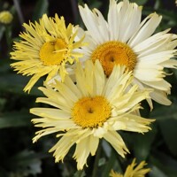 Leucanthemum Goldfinch