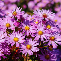 astra Herbstgruss Von Besserhof