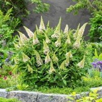 Buddleja Little Rockstars White