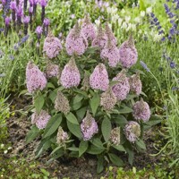 Buddleja Little Rockstars Pink