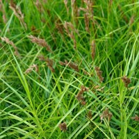 Tráva Carex Muskingumensis