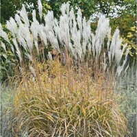 Tráva Miscanthus Sommerfeder