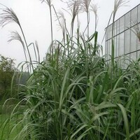 Tráva Miscanthus Jubilaris