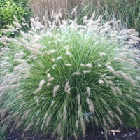 Tráva Cassian