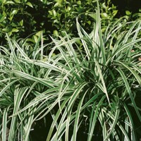 Tráva Carex Variegata