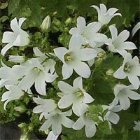 Campanula White Pouffe