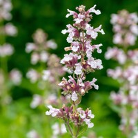 Nepeta Down To Dusk