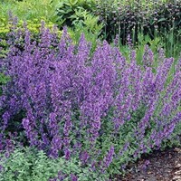 Nepeta Six Hills Giant