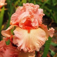 Iris Funny Girl