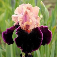 Iris Maroccan Magic