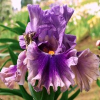 Iris Berry Scary