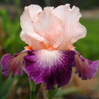Iris Young At Heart