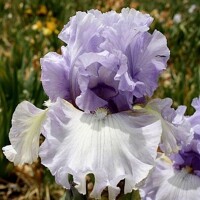 Iris Wishful Thinking