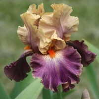 Iris Bushwhacked