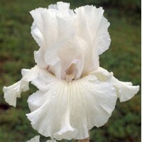 Iris Shark