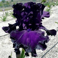 Iris Shadows Of Night