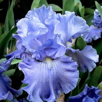 Iris Pacific Destiny