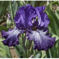 Iris Celestial Explosion