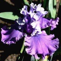 Iris Loopty Loo