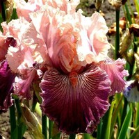 Iris Full Of Magic