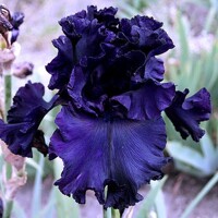 Iris Black Phantom