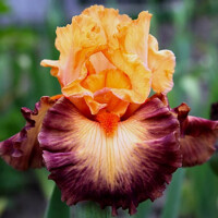 Iris Brazilian Art