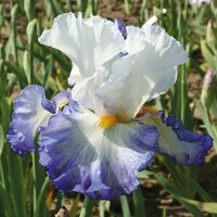 Iris Brilliant Idea
