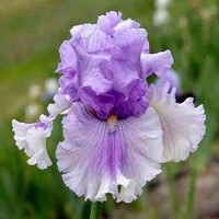 Iris Timescape