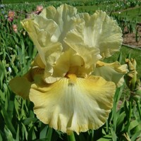Iris Green With Envy
