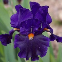 Iris Tom Johnson