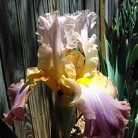 Iris Art Design