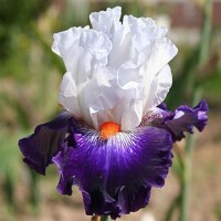 Iris Favorite Beau