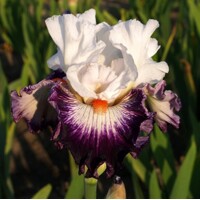 Iris Gypsy Uniq