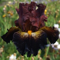 Iris Black Walnut