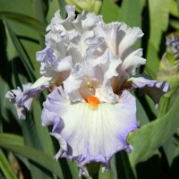 Iris Polite Applause