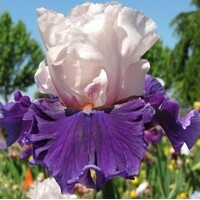 Iris Aello