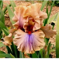 Iris Coffee Trader