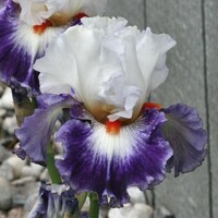 Irtis Gypsy Lord