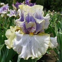 Iris Ivory Ghost
