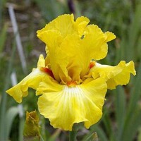 Iris Miami Beach